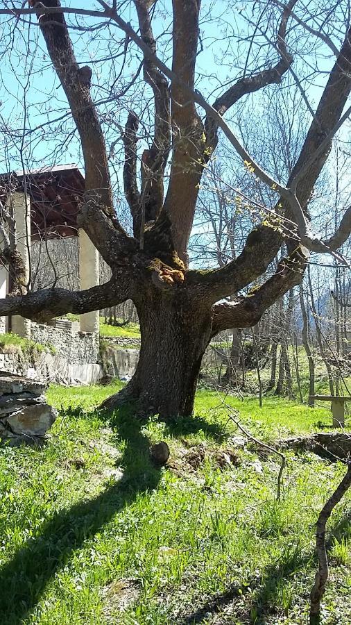 La Casa Del Gigante Frassino Lägenhet Acceglio Exteriör bild